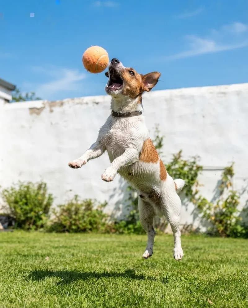 Um cão a saltar para apanhar uma bola de ténis na relva
